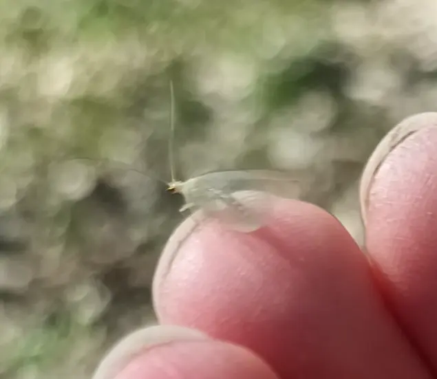 Chrysopidae - zöldfátyolkák Chrysopidae - zöldfátyolkák