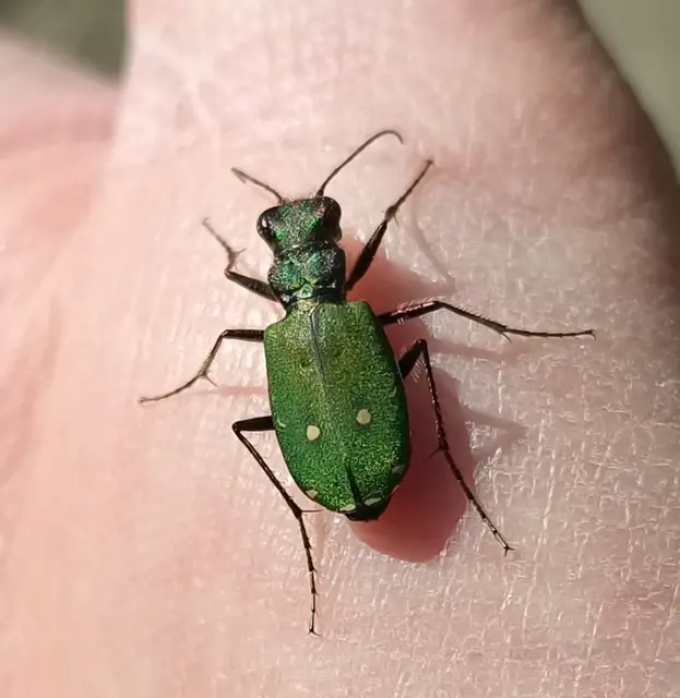 Cicindela campestris - mezei homokfutrinka