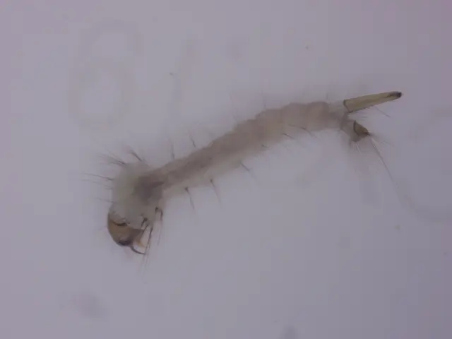 Culicidae - csípőszúnyogok