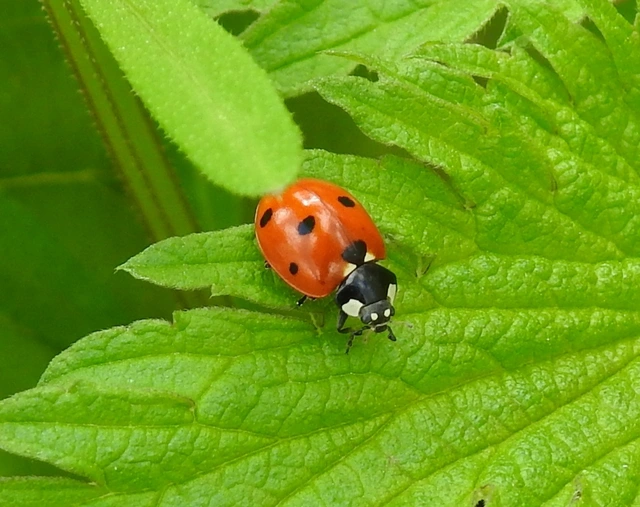 Coccinella septempunctata - hétpettyes katica