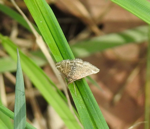 Pyrausta despicata - réti bíbormoly