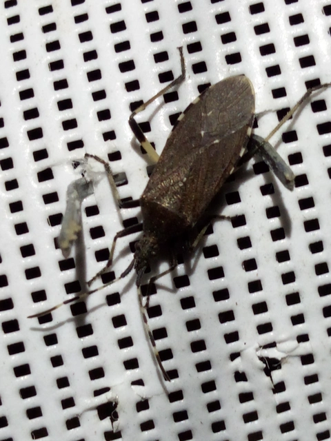 Dicranocephalus