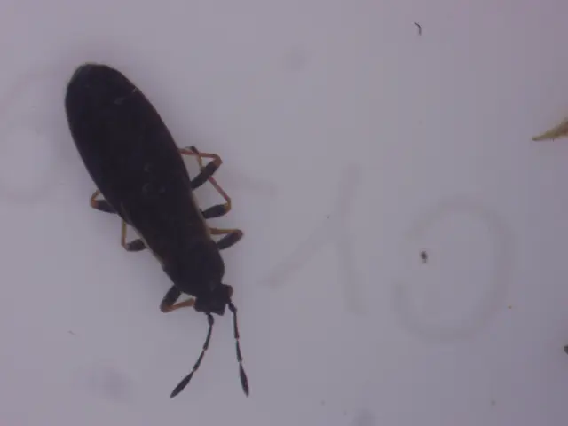 Rhyparochromidae - földibodobácsok