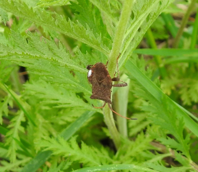 Coreus marginatus - közönséges karimáspoloska