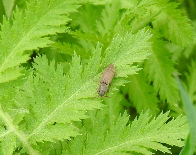 Agriotes lineatus - vetési pattanó