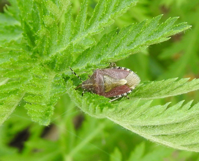 Dolycoris baccarum - közönséges bogyómászó-poloska Dolycoris baccarum - közönséges bogyómászó-poloska