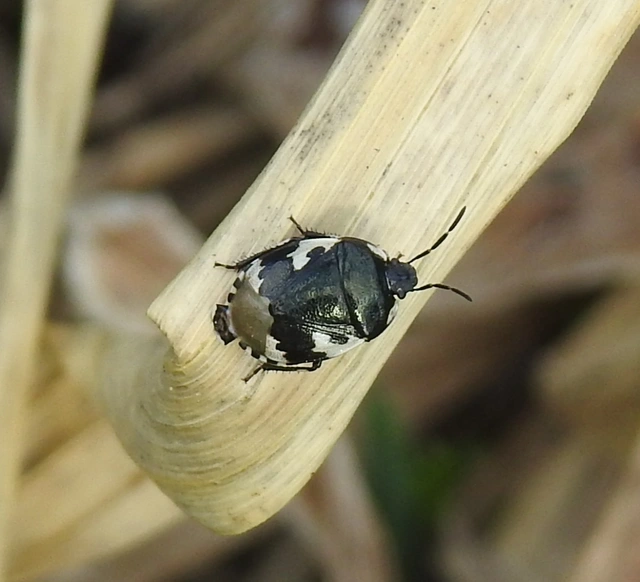 Tritomegas bicolor - foltos földipoloska