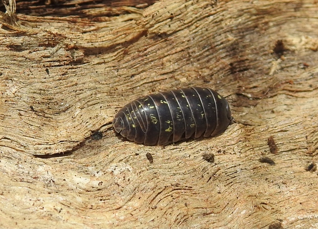Isopoda - Ászkarákok