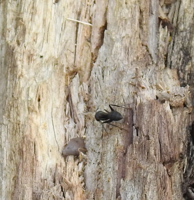 Camponotus vagus - fekete lóhangya