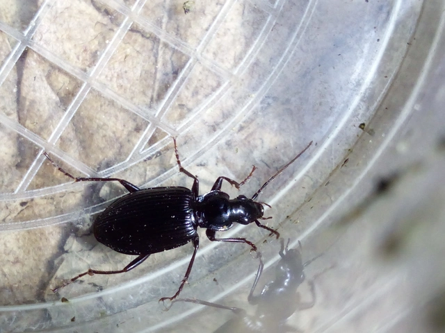 Limodromus assimilis - vöröslábú kisfutó