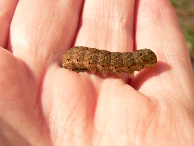 Noctua fimbriata - szélessávú sárgafűbagoly