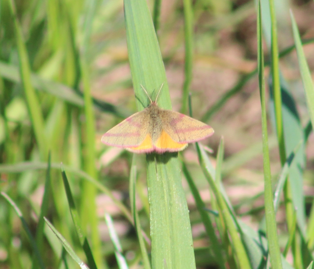 Lythria purpuraria - bíborsávos araszoló