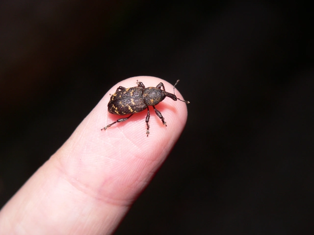 Hylobius abietis - nagy fenyvesormányos