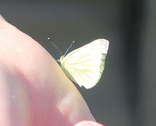 Pieris napi - repcelepke