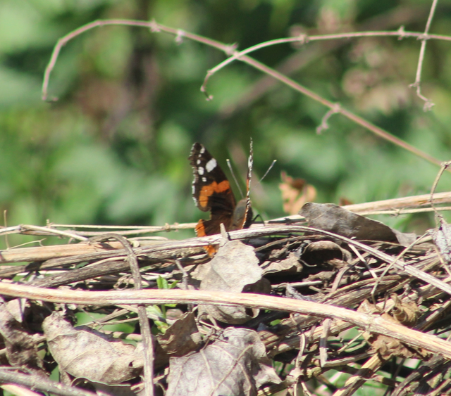 Vanessa atalanta - atalantalepke