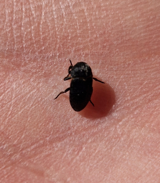 Dermestes laniarius - gyászos porva Dermestes laniarius - gyászos porva