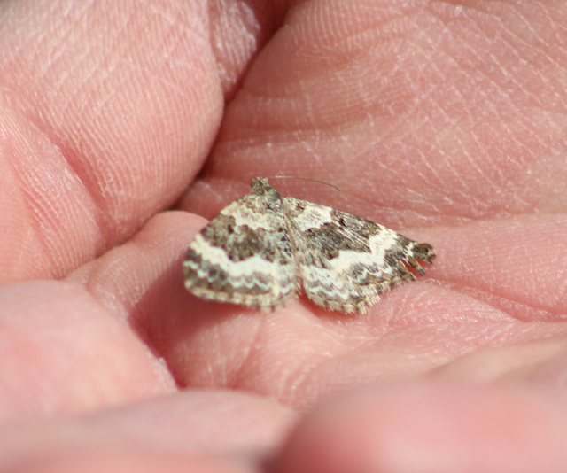Epirrhoe alternata - galaj-tarkaaraszoló