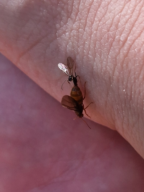 Prenolepis nitens - ragyogóhangya