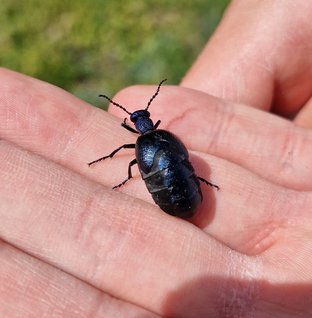 Meloe proscarabaeus - közönséges nünüke