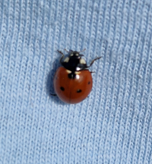 Coccinella septempunctata - hétpettyes katica