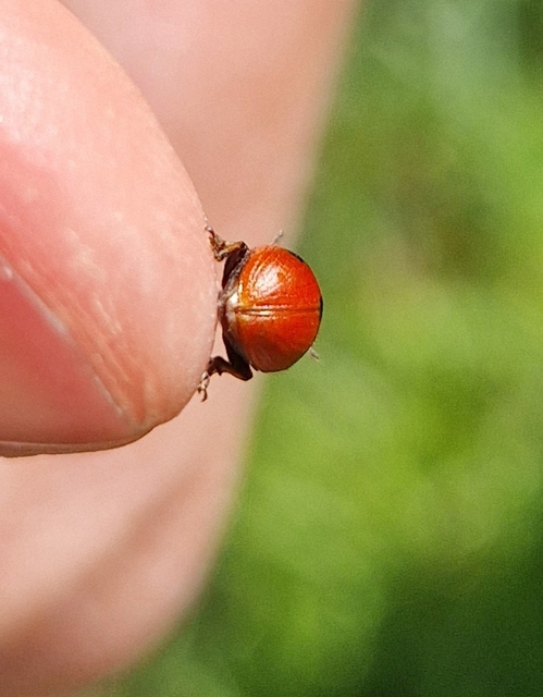 Gonioctena fornicata - közönséges lucernabogár
