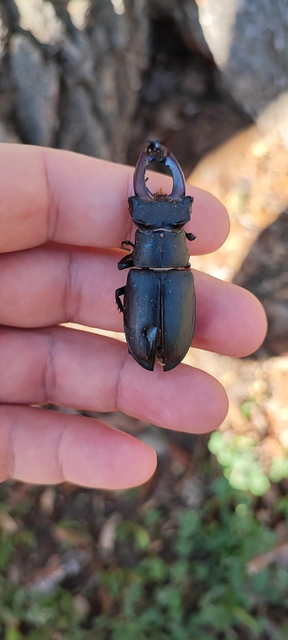 Lucanus cervus - nagy szarvasbogár