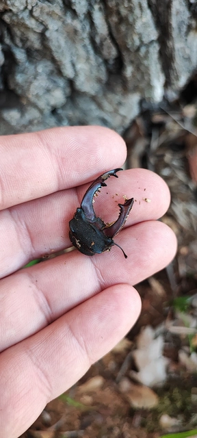 Lucanus cervus - nagy szarvasbogár
