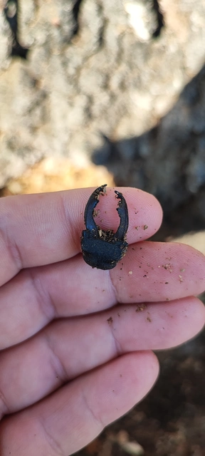 Lucanus cervus - nagy szarvasbogár
