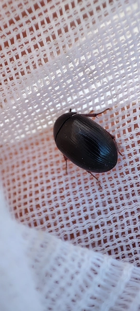 Hydrobius