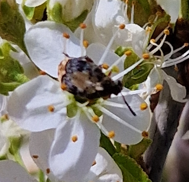 Megabruchidius dorsalis - foltoshátú lepényfazsizsik