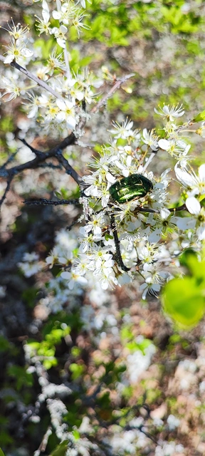 Cetonia aurata - aranyos virágbogár