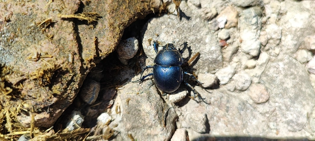 Trypocopris vernalis - tavaszi álganéjtúró