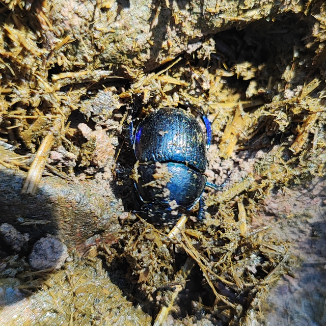 Anoplotrupes stercorosus - erdei álganéjtúró
