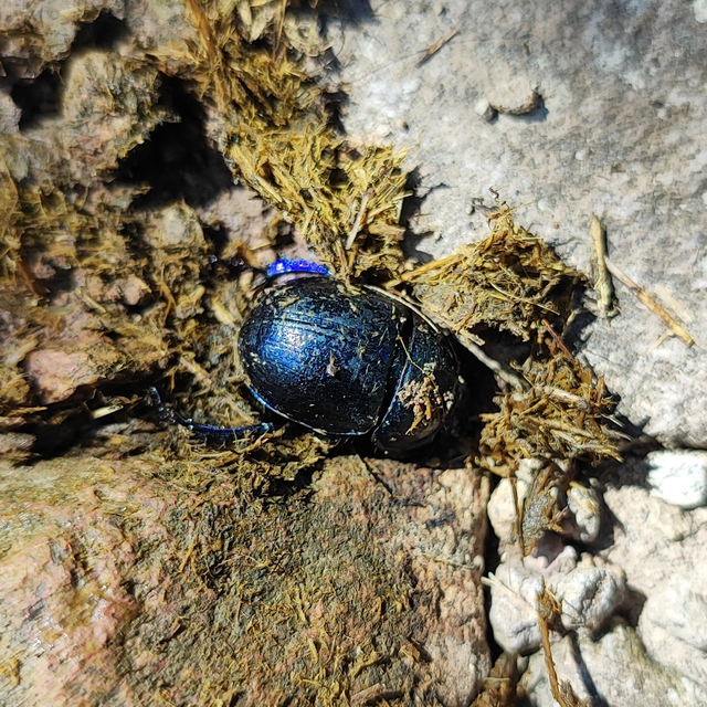 Anoplotrupes stercorosus - erdei álganéjtúró