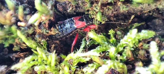 Prostemma guttula - vöröslábú tolvajpoloska