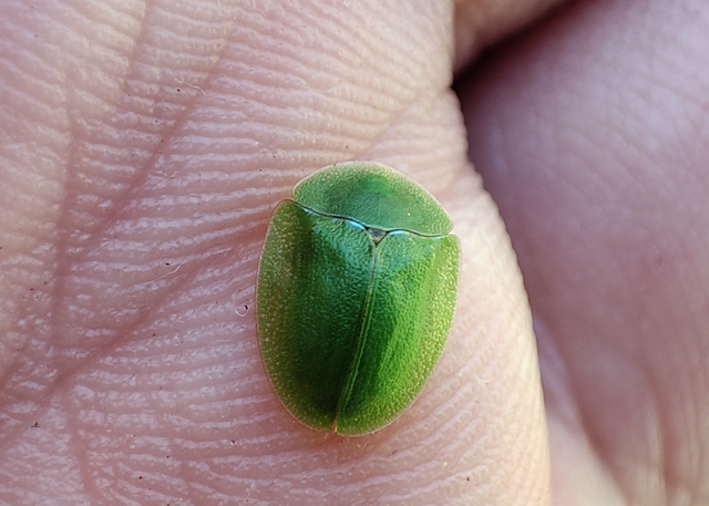 Cassida viridis - zöld pajzsbogár