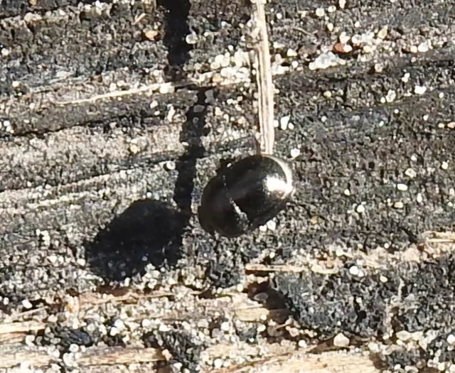 Thyreocoris scarabaeoides - fémes földipoloska