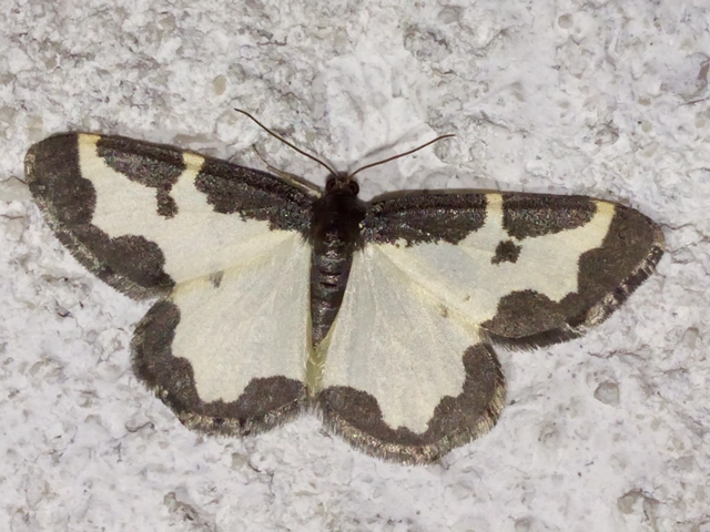 Lomaspilis marginata - szegélyes nyárfaaraszoló