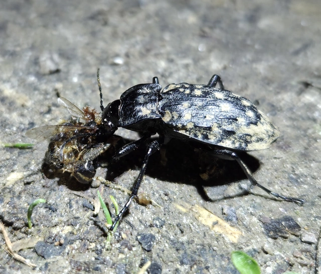 Carabus nodulosus - dunántúli vízifutrinka Carabus nodulosus - dunántúli vízifutrinka