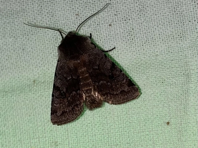 Cerastis rubricosa - vörhenyes tavaszibagoly