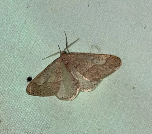 Agriopis marginaria - sárgás téliaraszoló