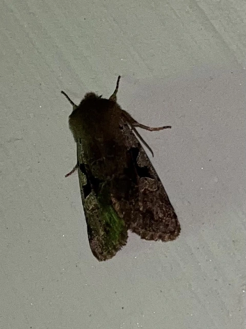 Orthosia gothica - feketefoltos barkabagoly