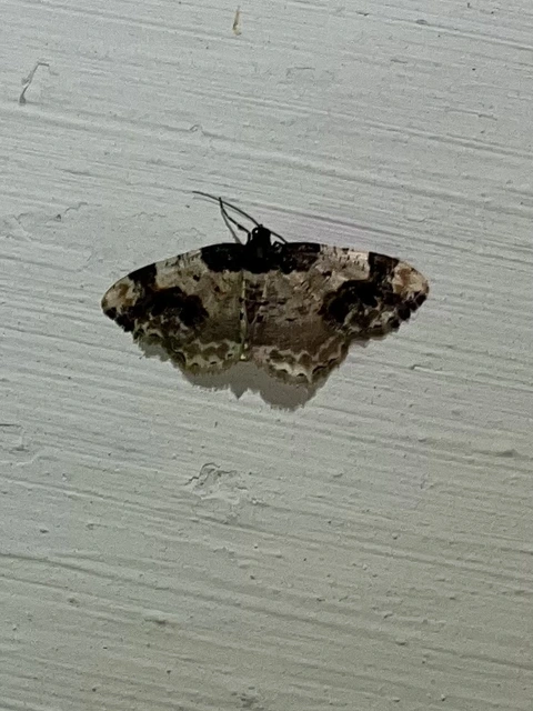 Ligdia adustata - barna levélaraszoló