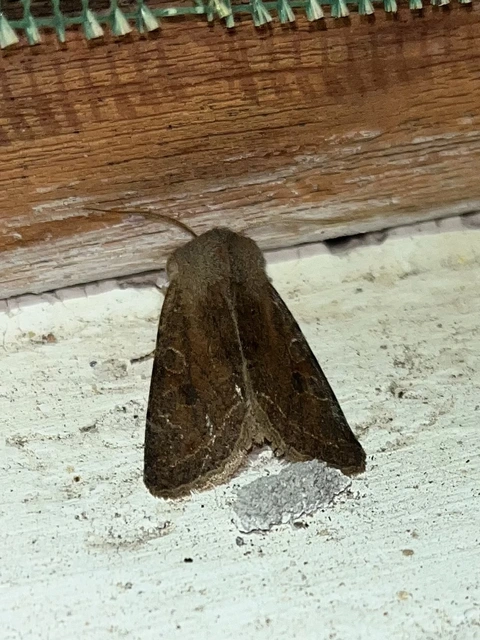 Orthosia incerta - változékony barkabagoly