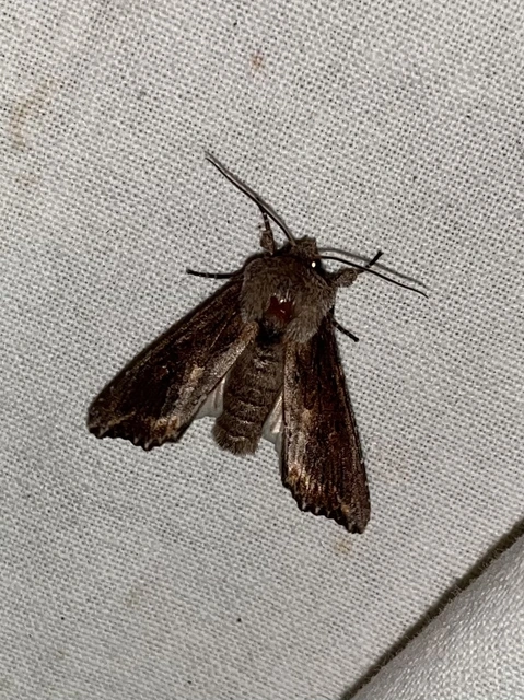 Egira conspicillaris - változékony szürkebagoly