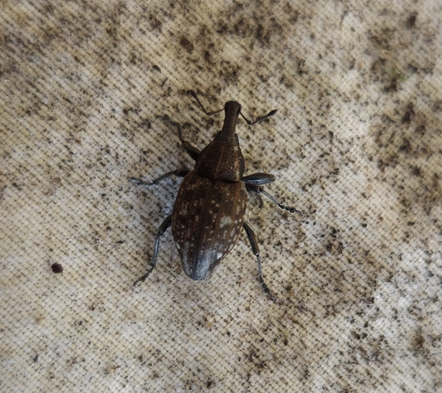 Lepyrus palustris - kétpettyes fűzormányos