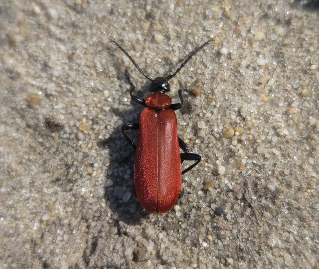 Pyrochroa coccinea - nagy bíborbogár