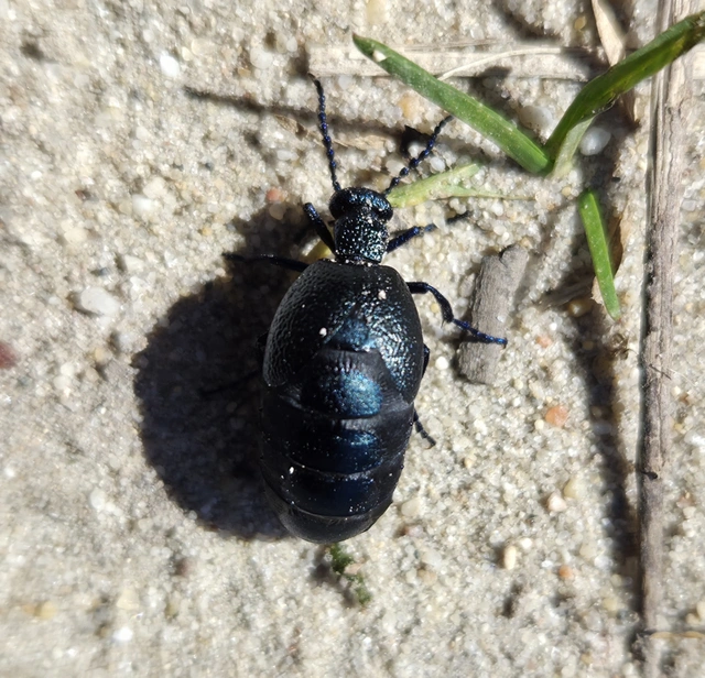 Meloe proscarabaeus - közönséges nünüke