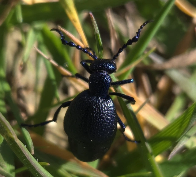 Meloe proscarabaeus - közönséges nünüke