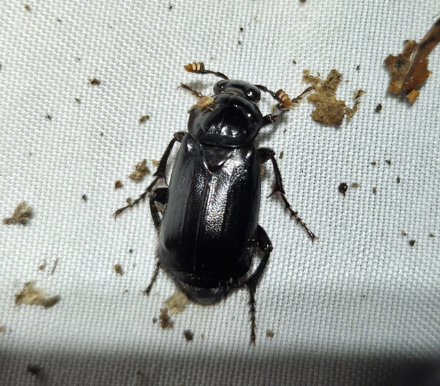 Nicrophorus humator - fekete temetőbogár